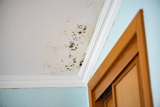 Best Residential Mold Removal  in Bamberg, SC