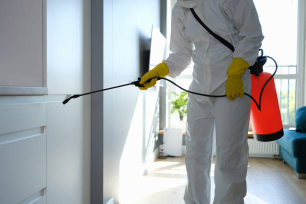 Trusted Bamberg, SC Mold Removal Experts